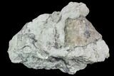 Fossil Crinoid Calyx - Indiana #110788-1